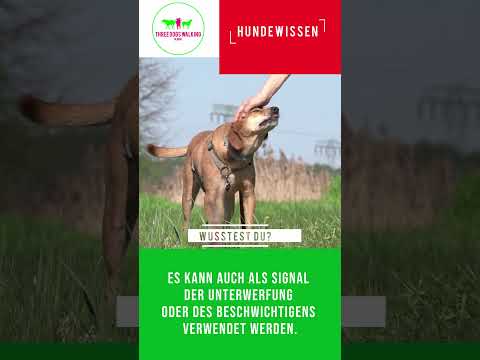 Wenn dein Hund
