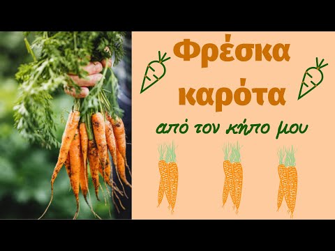 Βίντεο: Η χρήση υπερμαγγανικού καλίου για τον κήπο και τον κήπο: πώς να το χρησιμοποιήσετε για να ταΐσετε φυτά; Λίπανση καρότων με υπερμαγγανικό κάλιο με βορικό οξύ και λαχανικά