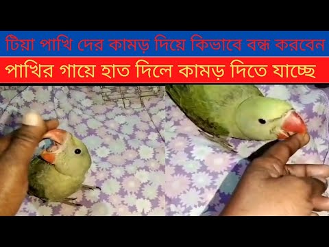 ভিডিও: আমি কখন পাখিদের খাওয়ানো বন্ধ করব?