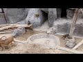 Confusion between Barbary Sheeps and Hamadryas Baboons (Bp Zoo)