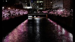 「冬の桜」が咲きました　東京・目黒川