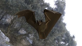 Task 9.4 : Biomechanical Simulation of Bats and Divine formulas