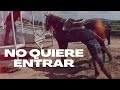 Caballo de carreras / NO entra a las puertas