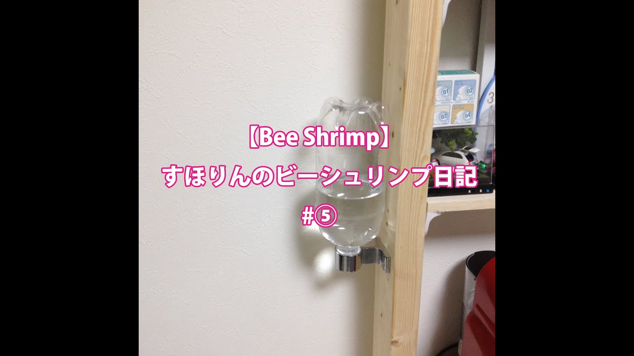 サイフォン式給水システム作るの巻 Bee Shrimp Youtube サイフォン式給水システム作るの巻 Bee Shrimp Youtube