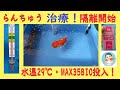 【金魚・らんちゅう】治療！❤隔離！水温29℃・MAX35BIOに挑戦！