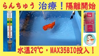 【金魚・らんちゅう】治療！❤隔離！水温29℃・MAX35BIOに挑戦！
