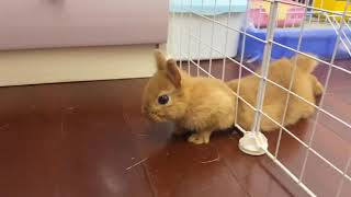 Watch This Rabbit Escape Prison screenshot 5