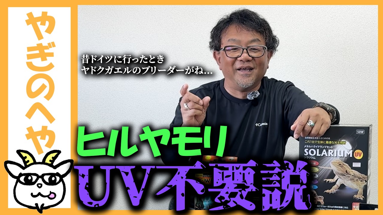 【やぎのへや】え？ヒルヤモリって紫外線要らないの？