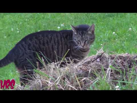 Video: Operácia Catnip pomáha Feral Cats Nationwide