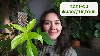 ФИЛОДЕНДРОНЫ в коллекции / ОБЗОР филодендронов + мой УХОД / ГРУНТ, освещение, ПОЛИВ