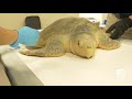 The Zoo's Vet Team is Helping Save Wild Sea Turtles