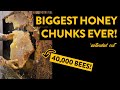 These were the BIGGEST honeycomb chunks we've ever seen!