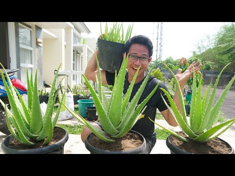 Video: Pohon Lidah Buaya