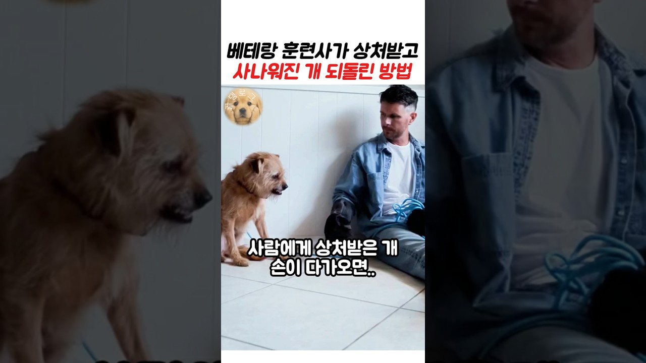 베테랑 훈련사가 상처받고 사나워진 개 순식간에 되돌린 방법 #강아지 #동물