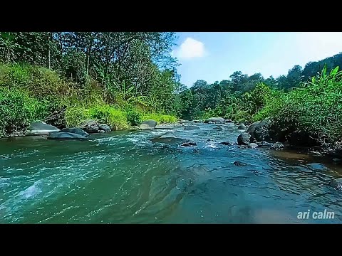 Serene Jungle River Flow – Gentle Stream Sounds to Relieve Stress & Sleep Better #A154