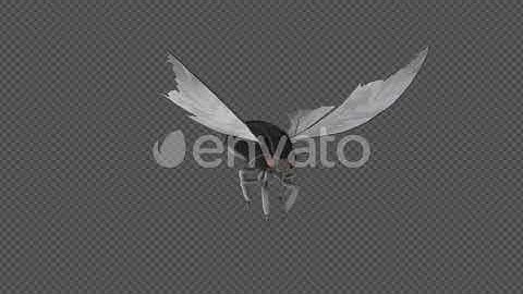 Moth Fly Idle Pack 2 In 1 | Motion Graphics - Envato elements