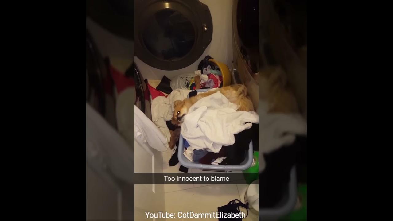 Cot Dammit Elizabeth! When ur girlfriend steals your snacks!!! YouTube