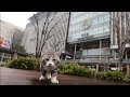 旅猫 ニャン吉の早朝パトロールLive 2025.12.16