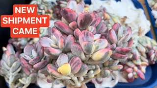 4/12/24 UNBOXING SUCCULENTS FOR SALE | NEW CRESTED AEONIUM | KHUI THÙNG SEN ĐÁ MỚI VỀ by LeLe's Succulents USA 2,035 views 1 month ago 9 minutes, 7 seconds