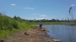 Pessoal hoje eu peguei   7 traíras ficar no vídeo ante o final pra ver os peixes  obrigado a todos 