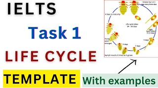 IELTS life cycle template : easy method to write task 1 : #ieltswriting #ieltstask1 #ielts #task1