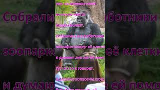 Анекдот: Смех безудержного веселья про гориллу и сторожа
