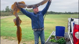 Gulf of Maine Seaweed Selection with Tidepool Tim