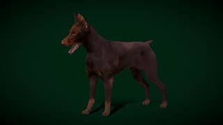 Dobermann Pinscher Dog Breed #animals #dog #pet #nyilonelycompany  #3d #doberman #pinscher