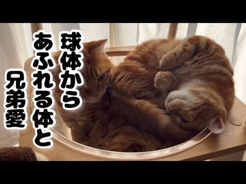ごろーんがうまくできないよーー😿 - YouTube
