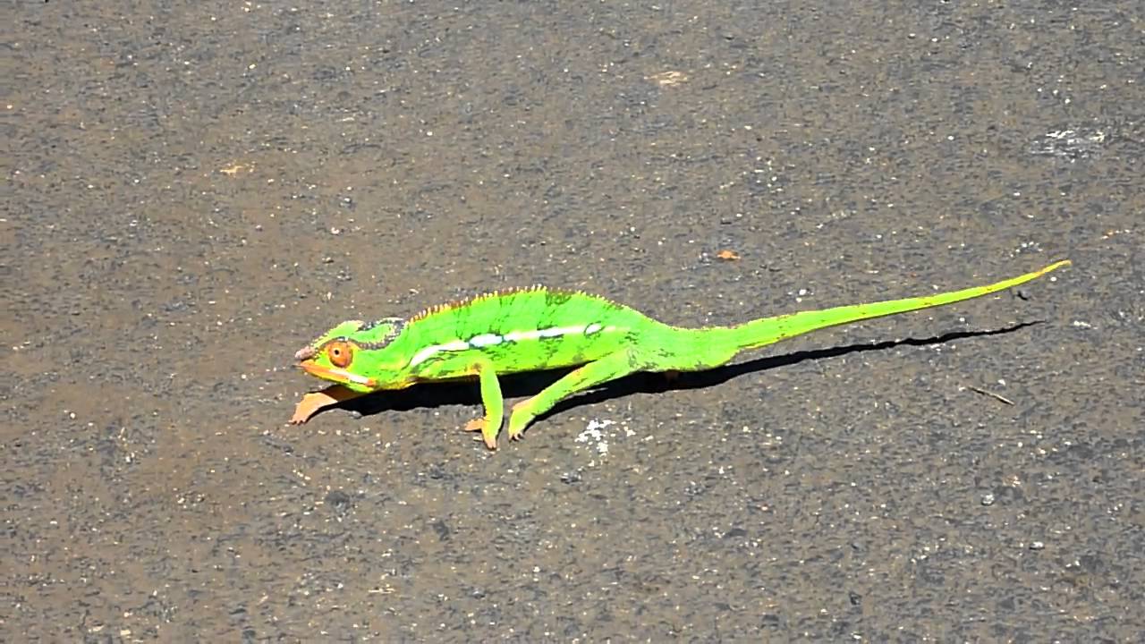 Chameleon walking - YouTube