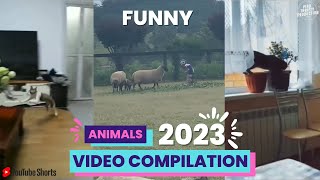 FUNNY ANIMALS  3  Try not to laugh  2023 VIDEO COMPILATION #shorts