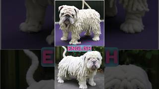 English bulldog X KomondorHungarian bulldog? #newdogbreed #englishbulldog #komondor