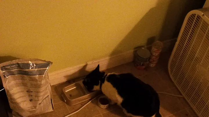 Neighbor cat used to sneak in and steal Mimi's food lol - DayDayNews