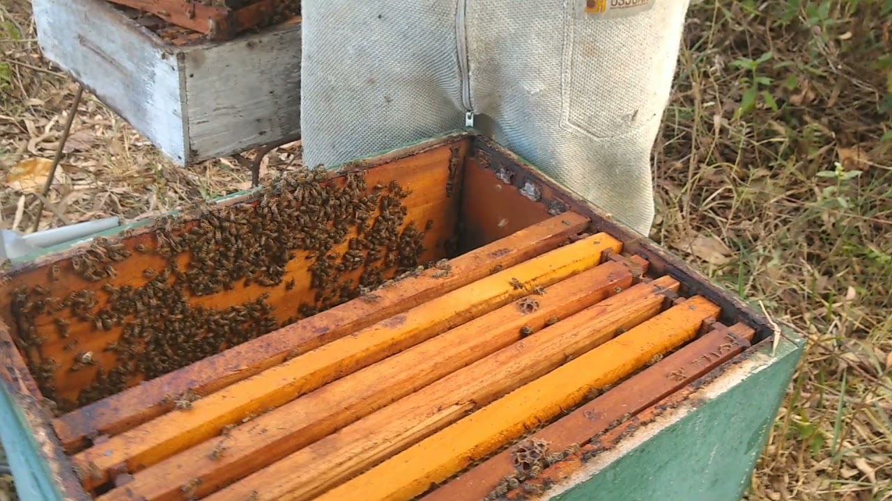 manejo pré safra alimentação e troca de cera