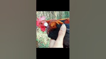 bẩy gà rừng dùng  trống kẹp mái phần cuối #Tiếng gà rừng#tiếng gà rừng rặc#tiếng gà rừng rặc gáy