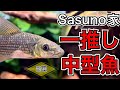 【飼育不可避】推ししか飼わん 我が家の可愛い熱帯魚達5選 中型魚編【淡水魚 アクアリウム】
