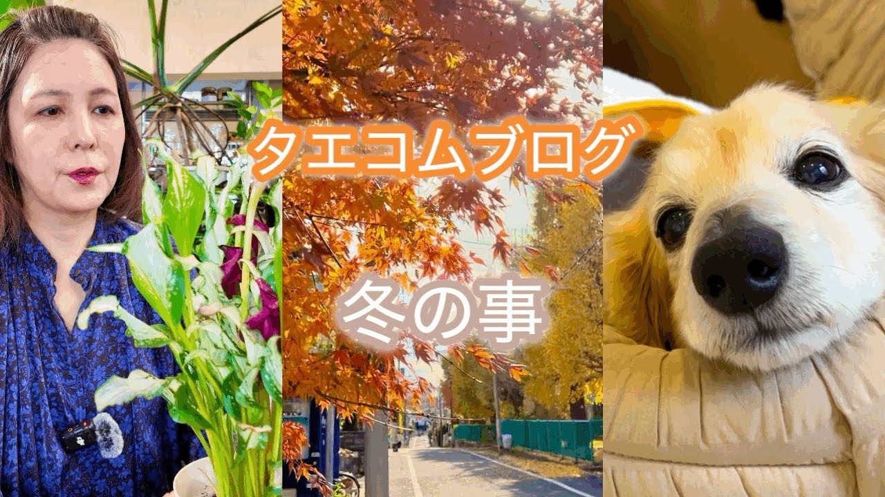 薄毛が気になるお年頃／変わった植物が加わりました／小麦との愛しい時間と新たな病魔