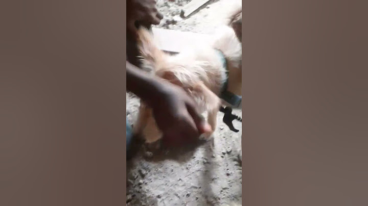 how siblings play with their adorable dogs #viral#short #trending #sub#fyp #foryou #très_drôle_2022