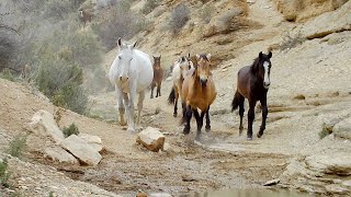 Divot’s Band Barrels In—Grumpy Mares, Cute Foals, and a Thirsty Airo April 24 2025