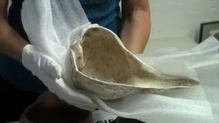 Shell Artifacts from East St Louis and Cahokia (and shark teeth too)