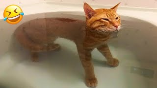 Funniest Cats and Dogs 2024  New Funny Animals Video  Part 129