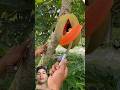 #fruit #fruitcutting #vegetables #food #satisfying #nature#pomegranatesmoothie #funny #youtubeshorts