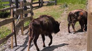 New Bison Release In Southern Carpathians To Boost Wild Population - June 2019