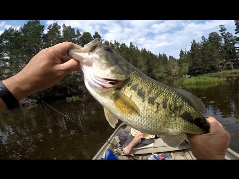 senko worms for pre-spawn bass 