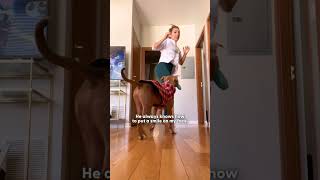 Woman Adopts Her Sons Velcro Pittie When He Ped Away The Dodo