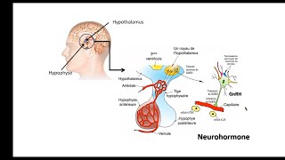 BAC math et sc | SVT | reproduction chez l'homme:CH2:EP13: role de l'hypothalamus résumé