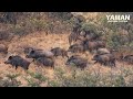 ENDLESS WILD BOARS, EPIC HUNTING SHOTS, BEST SCENES #hunting #wildlife