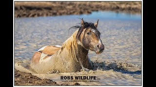 Wild Horse Adventure - Workshop and Photo Tours Wild Horse Adventure - Workshop and Photo Tours