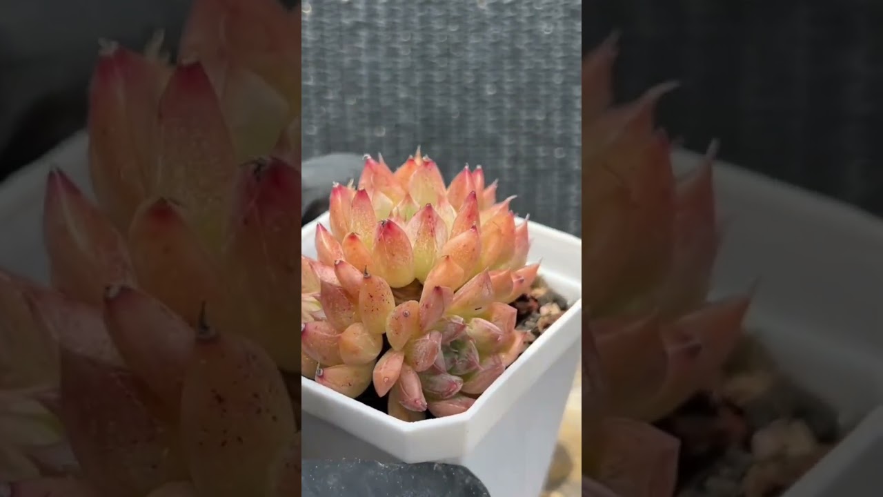 Succulent Secrets 🌿 How to Make Your Plants Grow Fast and Stay Beautiful