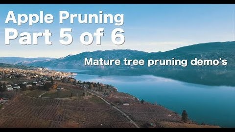 Ambrosia Apple Pruning Like a Pro 5 - by Steve Brown